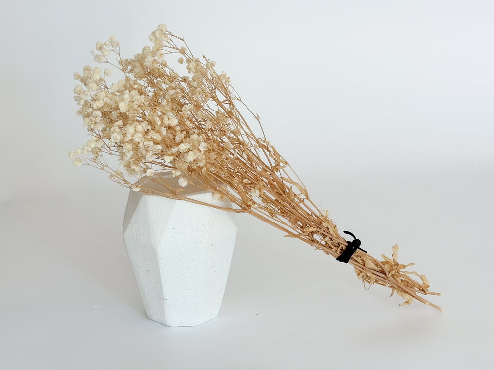 Natural Preserved Baby's Breath - Champagne