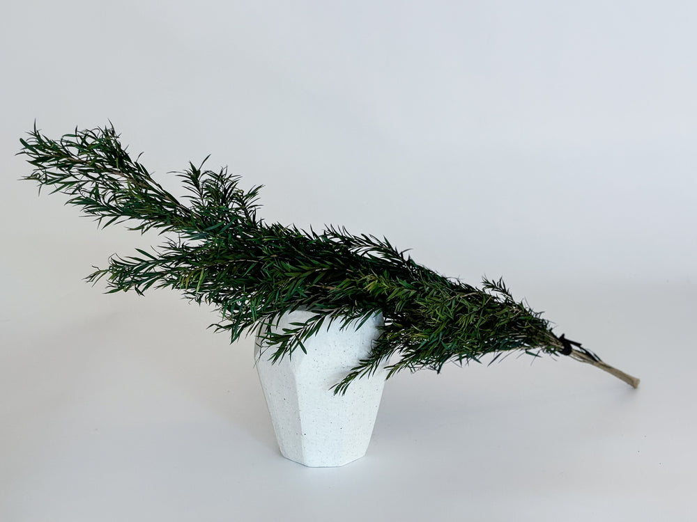 Natural Preserved Melaleuca Branches